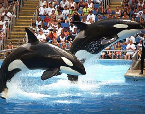 Parques SeaWorld