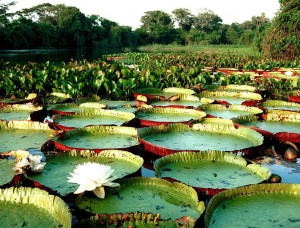 Floresta Amazônica