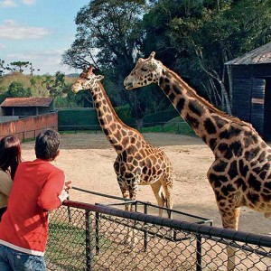 zoologico de curitiba