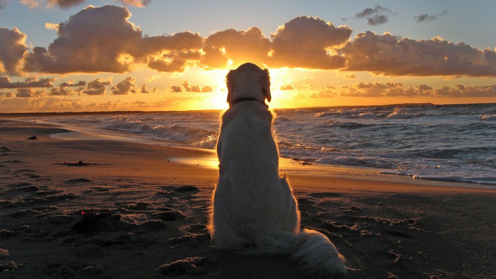 cachorro na praia