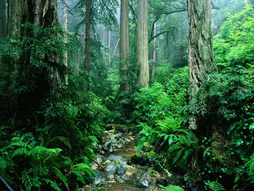 floresta amazônica