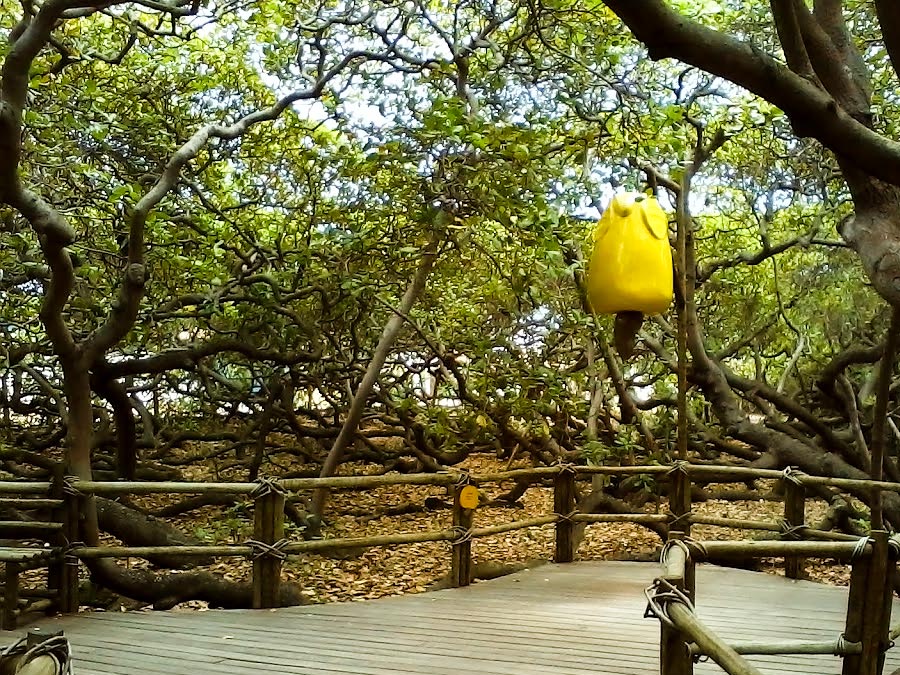 Pontos turísticos de Natal