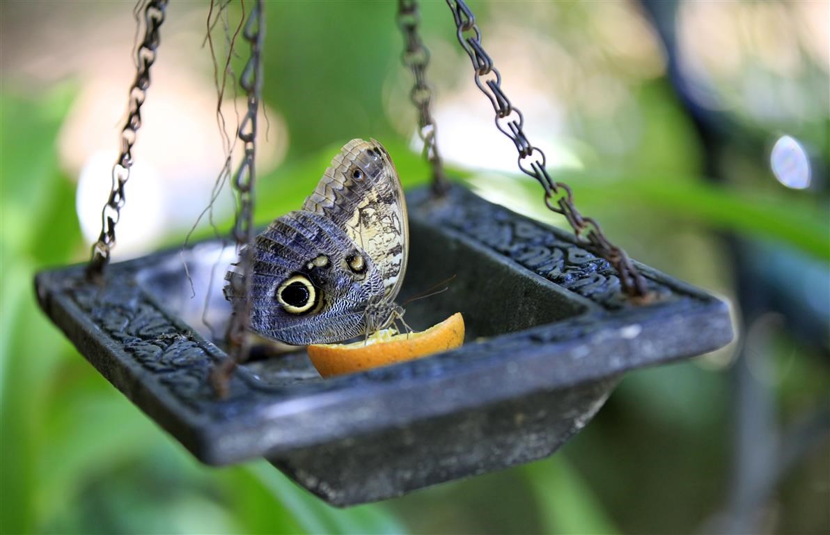 Pontos turísticos de Aruba