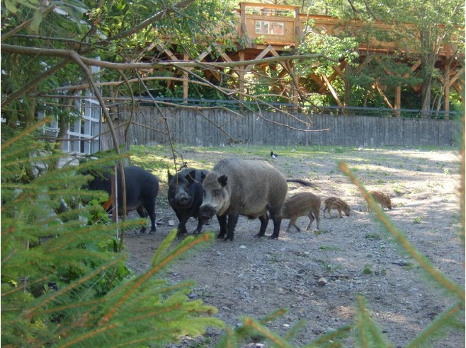 Skansen: um museu a céu aberto