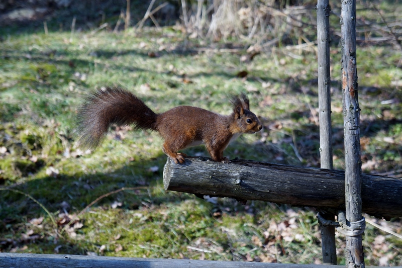 Skansen: um museu a céu aberto