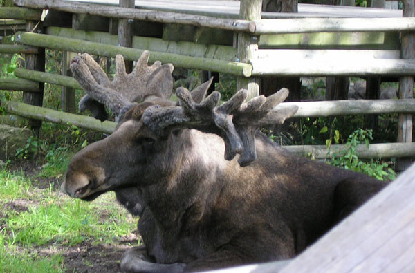 Skansen: um museu a céu aberto